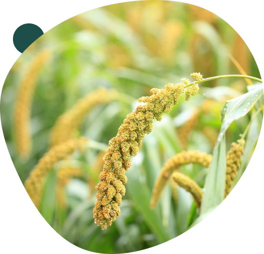 foxtail-millet-bg