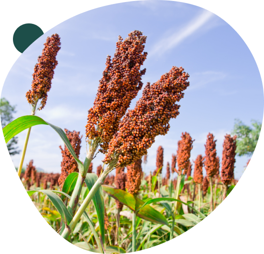 sorghum-bg